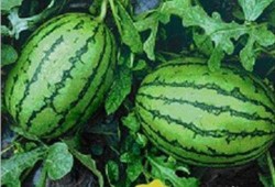 吃瓜网91爆料 网红热瓜,吃瓜网91爆料，揭秘娱乐圈最新热点事件